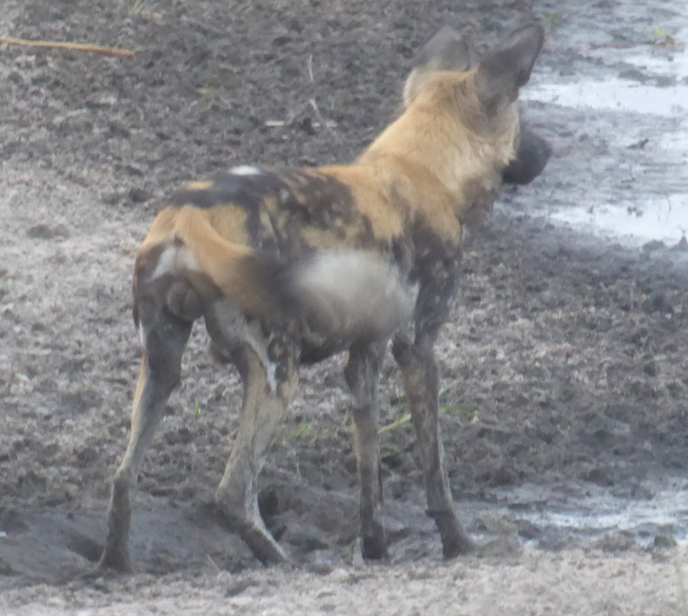 Its a boy wild dog at Duba